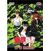 Image DVD Yuyu Hakusho Coffret Standard Vol.1/4 DVD Zone 2
