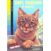 Image Sept chatons a nourrir