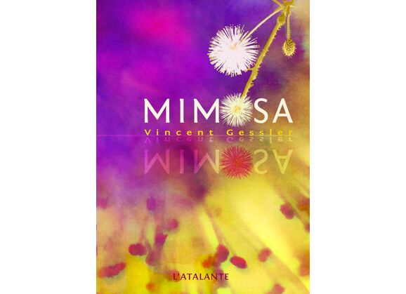 Image Mimosa