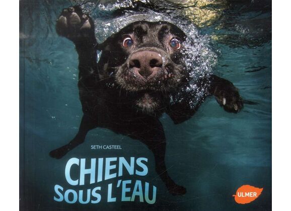 Image Chiens sous l'eau
