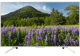 Image TV SONY LCD/LED Kd43xf7077 43